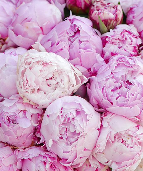 Bouquet De Pivoines Roses Sarah Bernhardt Livraison Monceau Fleurs