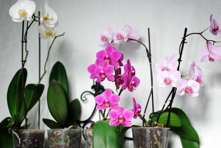 Groves Guide de Couture Sourire magnétique Violet d'orchidée 