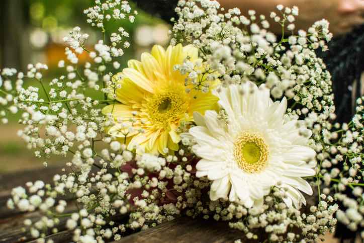 Gerbera/Gerbera branche blanc avec deux fleurs-Art Fleurs
