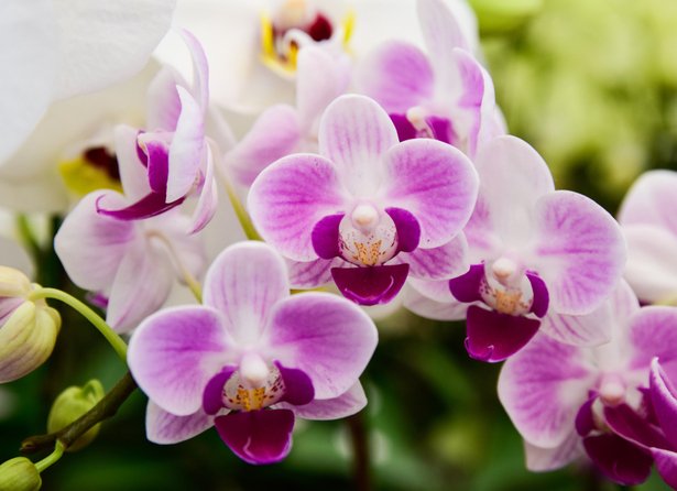 Comment Entretenir Une Orchidee