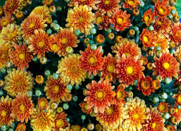 Chrysanthèmes, Plantes iconique de l'automne