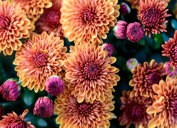Chrysanth me la Fleur D automne Chrysanth me la Fleur D automne