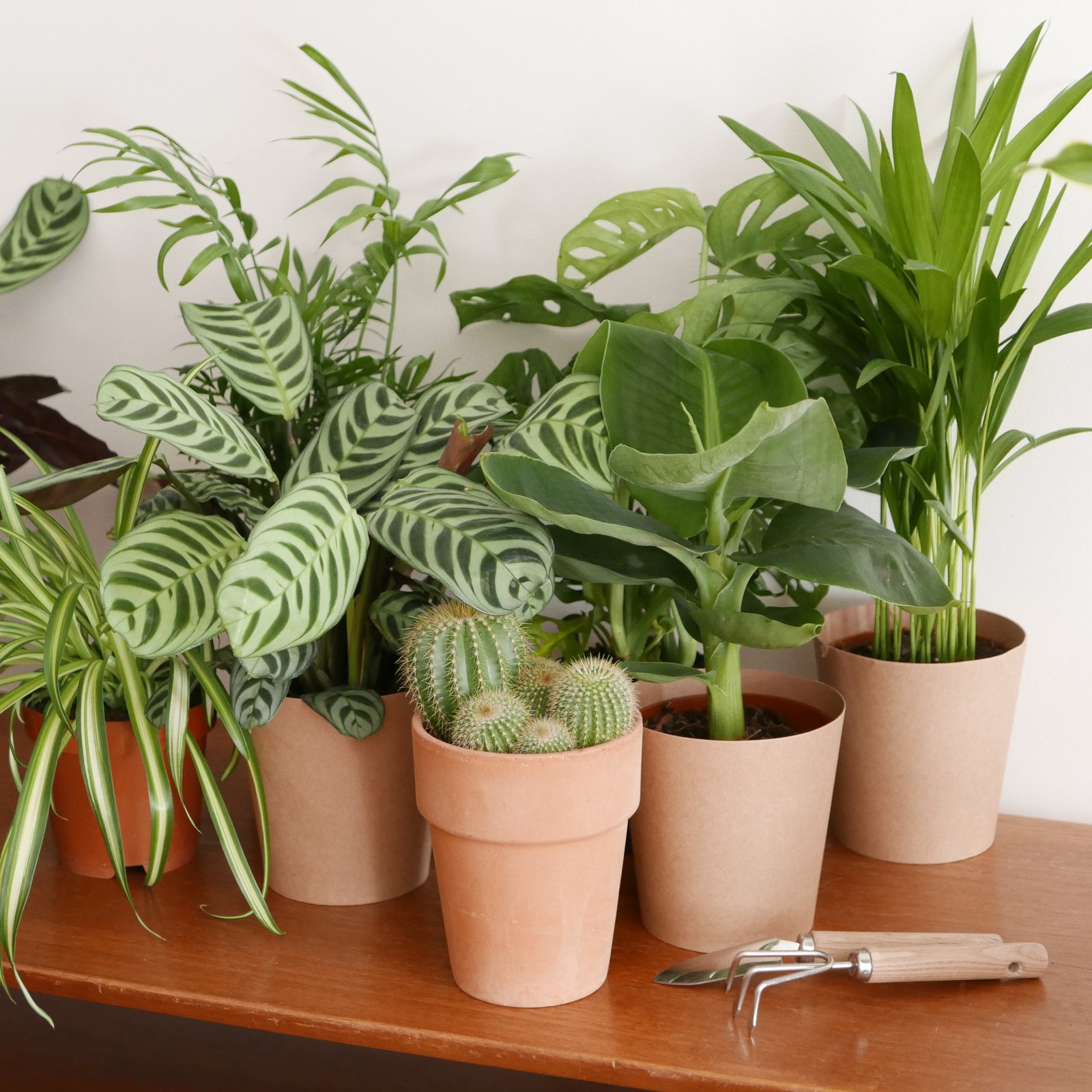 Conseils d'entretien pour plantes d'extérieur en pots - Interflora