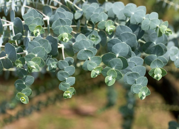 Pourquoi l'eucalyptus est le feuillage préféré des fleuristes ?
