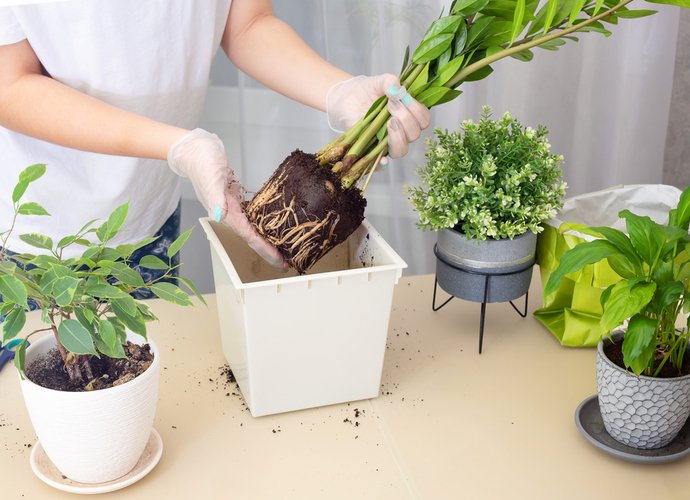 Comment bien rempoter ses plantes d'intérieur