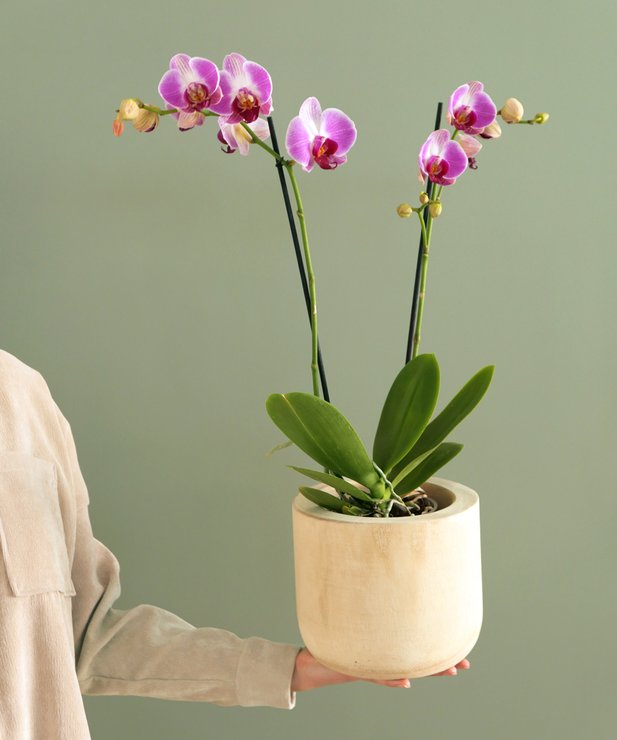 Orchidée rose en pot - Livraison plantes | Monceau Fleurs