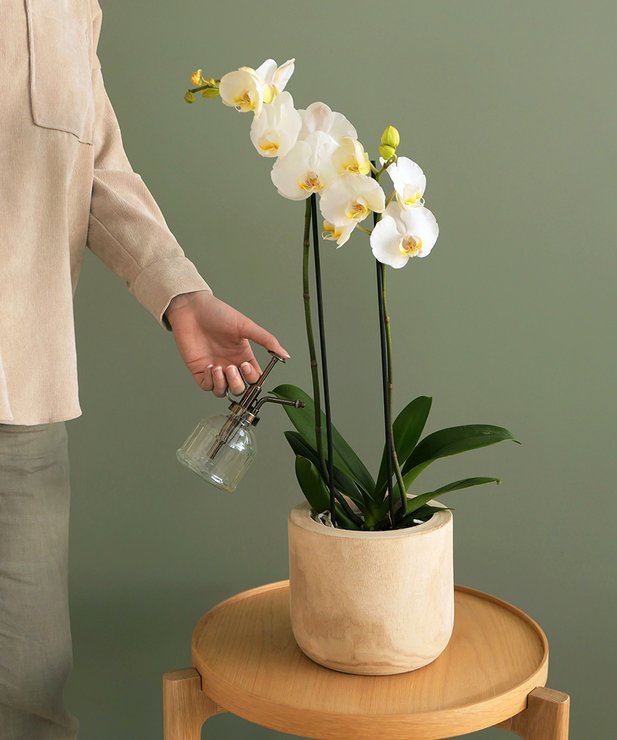 Orchidée blanche à 2 tiges en pot - Livraison Monceau Fleurs
