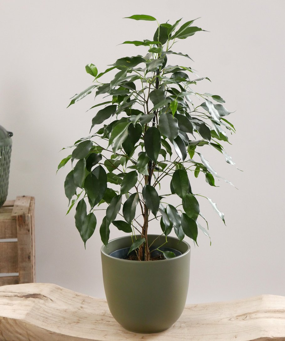 Ficus Benjamina et son cache-pot Vert Olive Monceau
